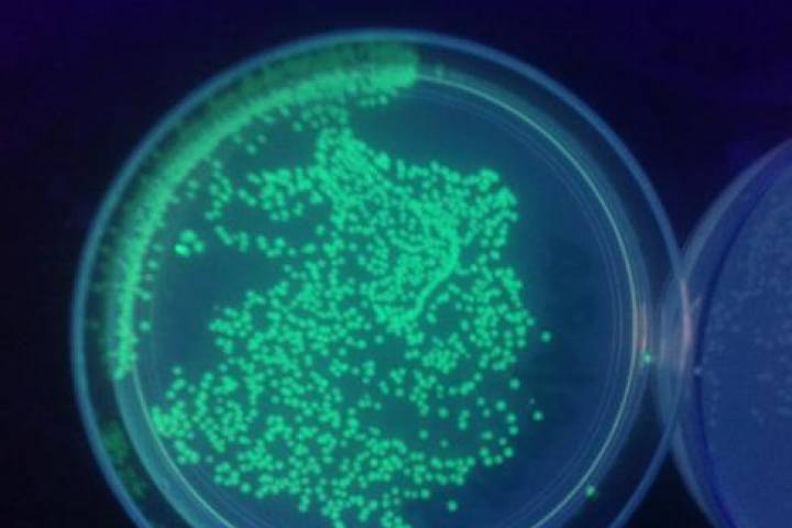 Bacterial transformation a glowing success!
