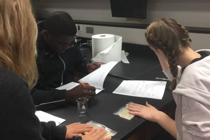 Comparing aerobic and anaerobic respiration with yeast
