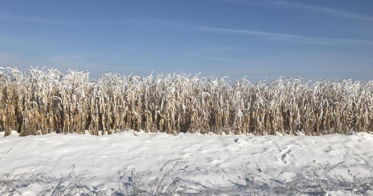 Crops in the field during winter? — Feed the World