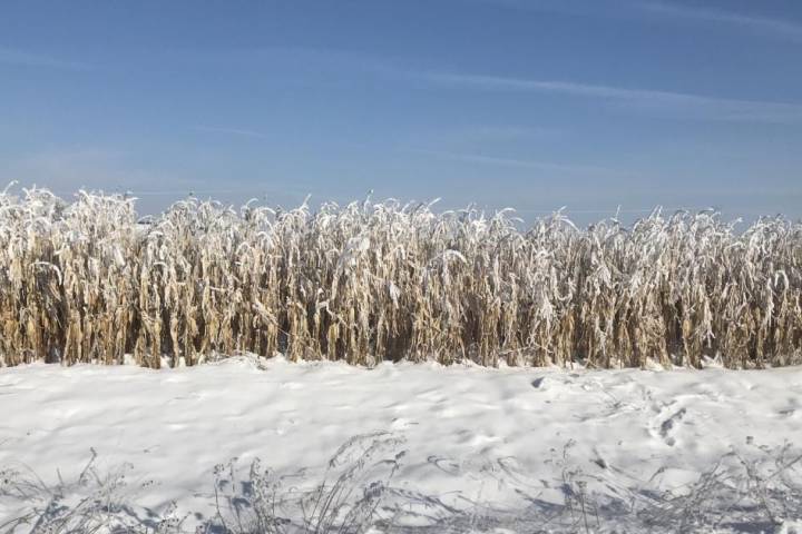 Crops in the field during winter?