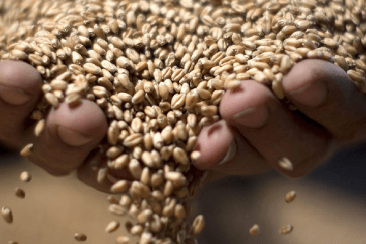 Feeding 10 billion people will require genetically modified food