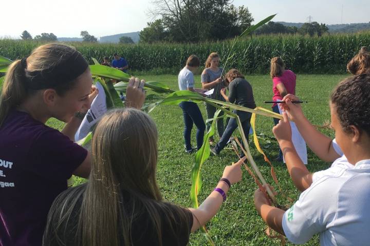 Learning about corn’s vegetative state and predicting yield