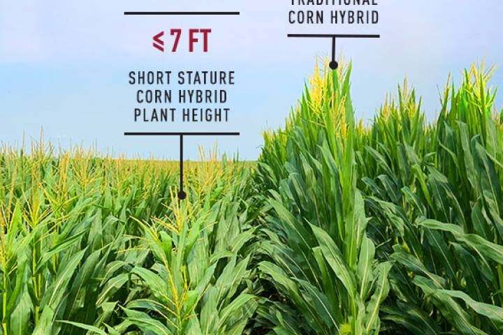 Short corn is smart corn