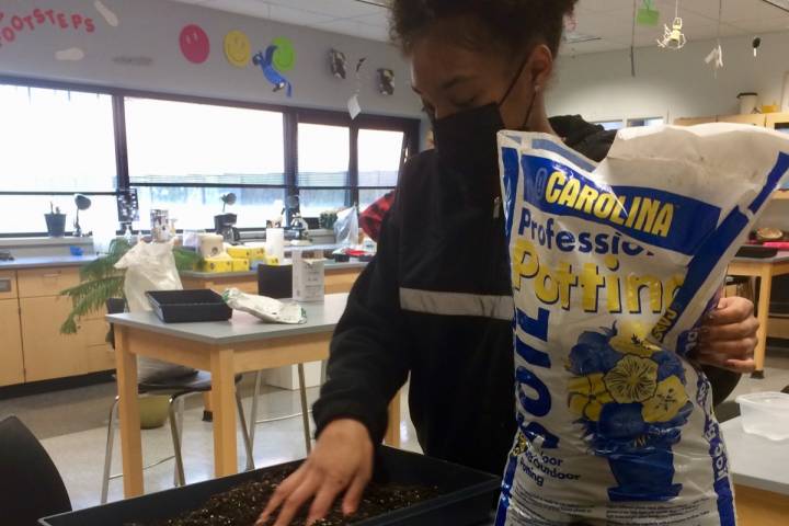 Spring planting—in the classroom!