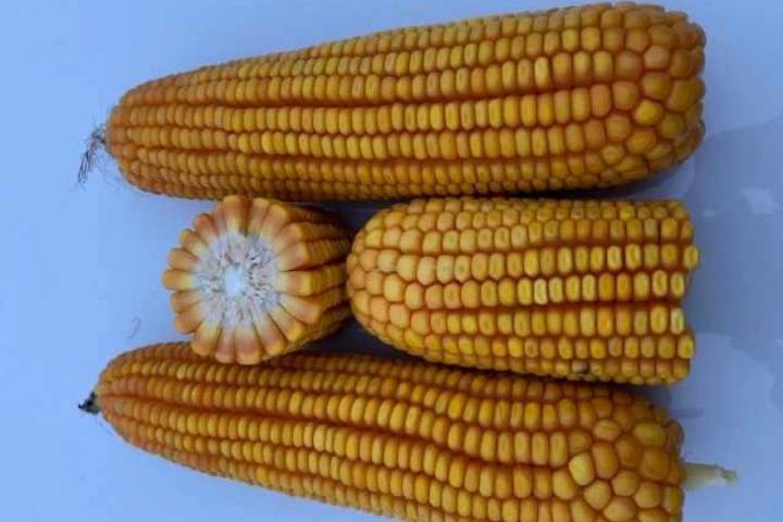 Using CRISPR to develop superior corn hybrids