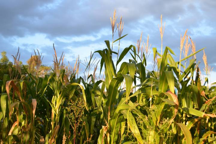 Ohio corn is used for more than food.